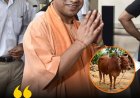 ਯੂ.ਪੀ. ਵਿੱਚ ਆਲੂ ਸੜਕਾਂ ’ਤੇ, ਗਊ ਮੂਤਰ 10 ਰੁਪਏ ਲੀਟਰ