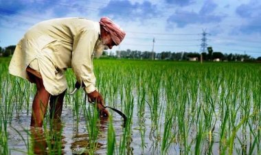 ਝੋਨੇ ਦੀ ਖੇਤੀ ਤੇ ਚਿੱਟੇ ਨਾਲ ਹੋ ਰਹੀ ਏ ਪੰਜਾਬ ਦੀ ਤਬਾਹੀ