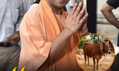 ਯੂ.ਪੀ. ਵਿੱਚ ਆਲੂ ਸੜਕਾਂ ’ਤੇ, ਗਊ ਮੂਤਰ 10 ਰੁਪਏ ਲੀਟਰ